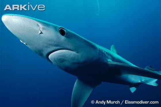 漂亮的鲨鱼 大青鲨、虎头鲨 漂亮的鲨鱼 大青鲨、虎头鲨