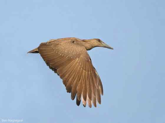预报气象的怪鸟  锤头鹳 闪电鸟