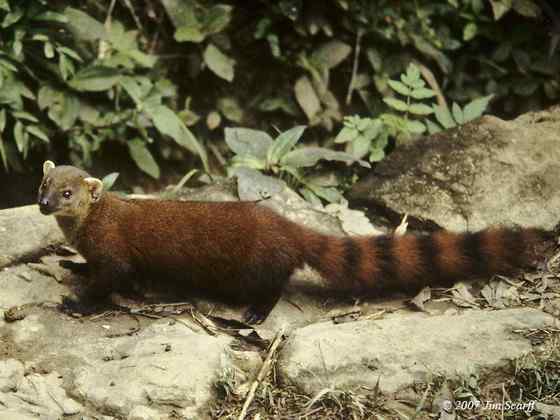 马达加斯加岛仅有的两大食肉哺乳动物之一 环尾獴 马达加斯加岛仅有的两大食肉哺乳动物之一 环尾獴