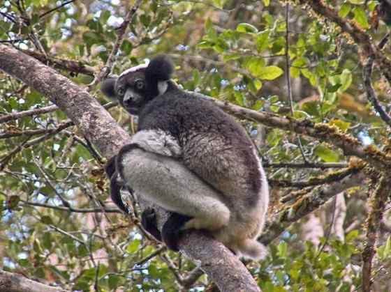 马达加斯加最原始的物种  大狐猴