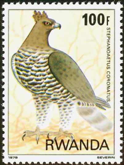 200万年前就吃人的猛禽  冕雕