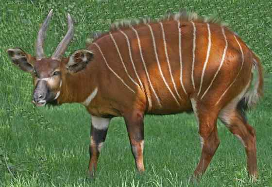 非洲最漂亮的羚羊之一 紫羚 bongo 非洲最漂亮的羚羊之一 紫羚 bongo