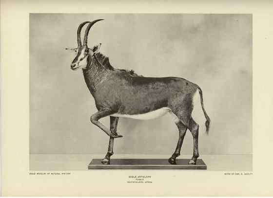 《封神演义》中闻太师的“墨麒麟” 貂羚 《封神演义》中闻太师的“墨麒麟” 貂羚