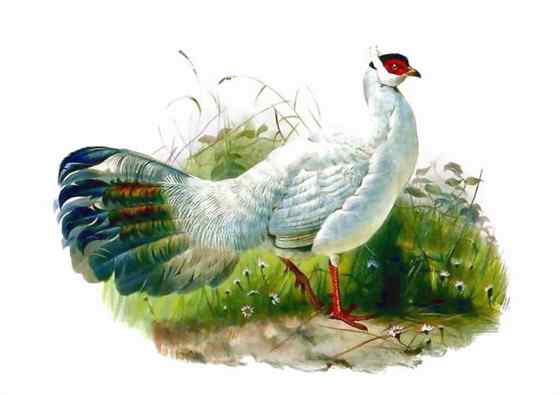 中国特有的鸟类——白马鸡、雪雉、藏马鸡