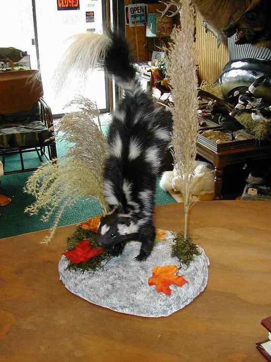 斑臭鼬 长得很漂亮