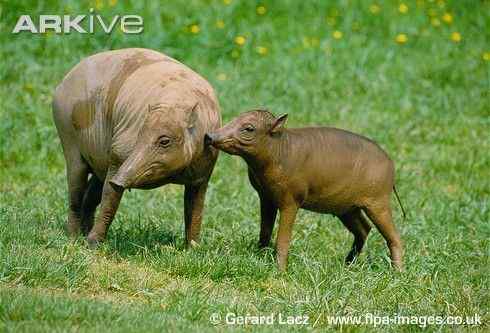 印度尼西亚的四牙猪  鹿豚