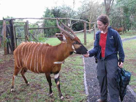 非洲最漂亮的羚羊之一 紫羚 bongo 非洲最漂亮的羚羊之一 紫羚 bongo