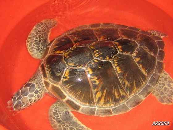 玳瑁是什么动物?一种海龟 玳瑁是什么动物?一种海龟