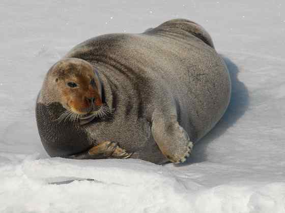 髯海豹 须海豹 Erignathus barbatus 髯海豹 须海豹 Erignathus barbatus