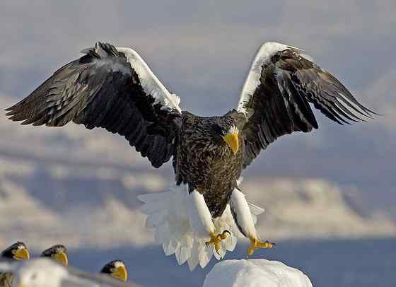 西伯利亚沿海的虎头海雕 Haliaeetus pelagicus