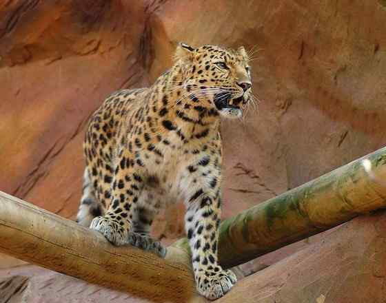 仅次于东北虎的大型猫科动物 远东豹 仅次于东北虎的大型猫科动物 远东豹