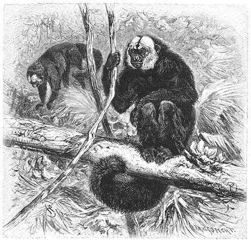 白脸僧面猴 White faced saki