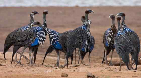 脑袋像秃鹫的珍珠鸡  鹫珠鸡 Vulturine Guineafowl