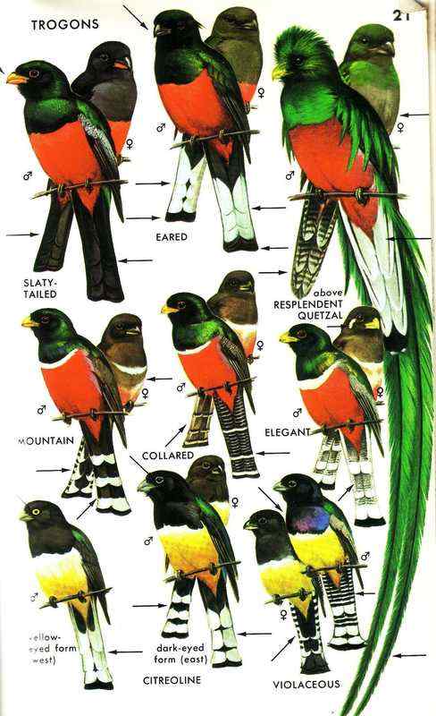 南美洲最美丽的鸟  凤尾绿咬鹃