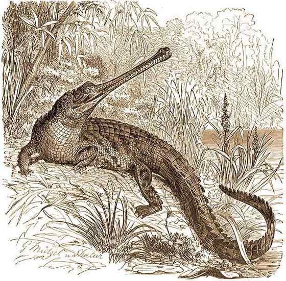 大型鳄鱼 食鱼鳄