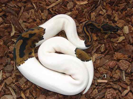 球蟒 受惊时会卷成球状的蟒蛇