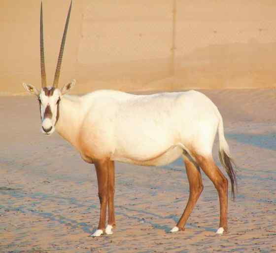 阿拉伯大羚羊 Arabian Oryx