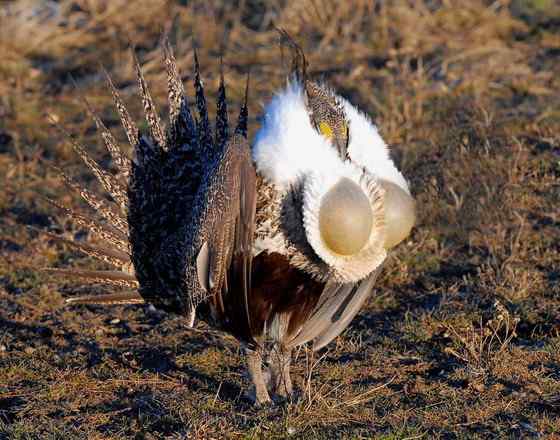 艾草榛鸡 北美洲体型最大的松鸡 发情时极度活跃