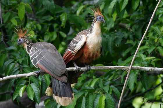 最原始的鸟类之一 圭亚那国鸟 麝雉 
