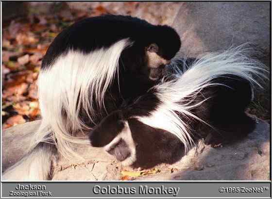 非洲特有的灵长目动物  黑白疣猴