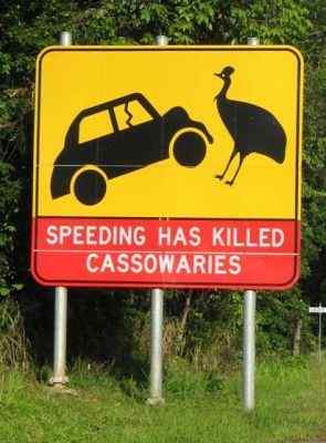 大型走禽——食火鸡(鹤鸵) 大型走禽——食火鸡(鹤鸵)