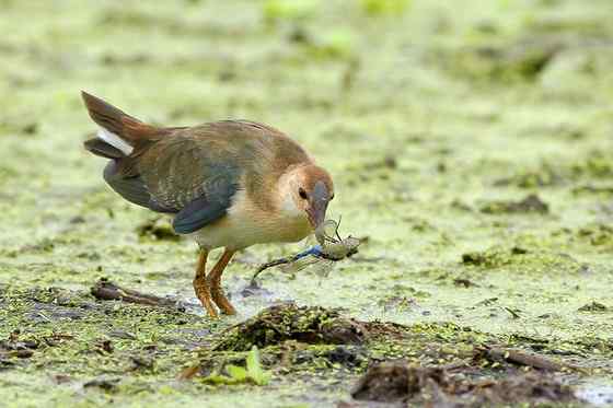 美洲最漂亮的鸟类之一  紫青水鸡
