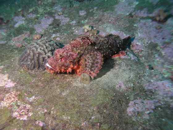 危险的鱼咬人  石鱼