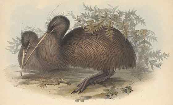 几维鸟 鹬鸵 KIWI 几维鸟 鹬鸵 KIWI