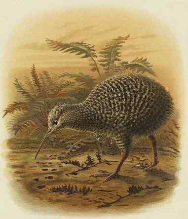 几维鸟 鹬鸵 KIWI 几维鸟 鹬鸵 KIWI