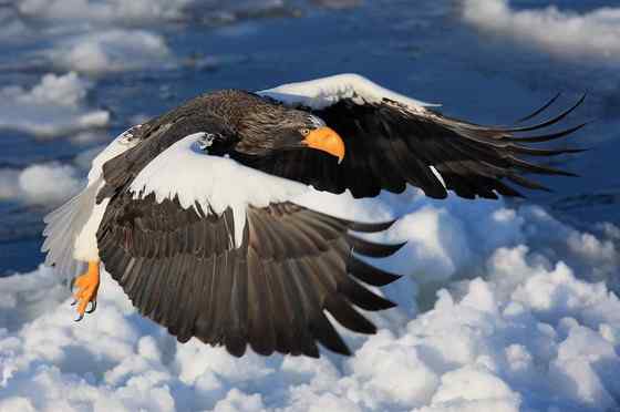 西伯利亚沿海的虎头海雕 Haliaeetus pelagicus