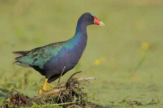 美洲最漂亮的鸟类之一  紫青水鸡