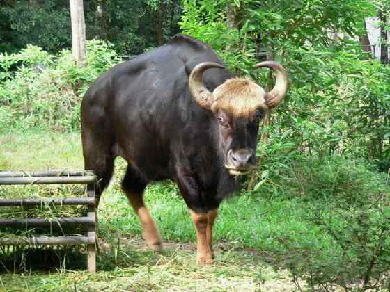 《西游记》中牛魔王的原型  白肢野牛