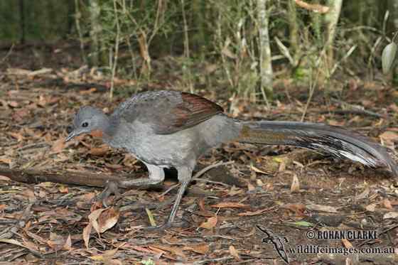 华丽的琴鸟 华丽的琴鸟