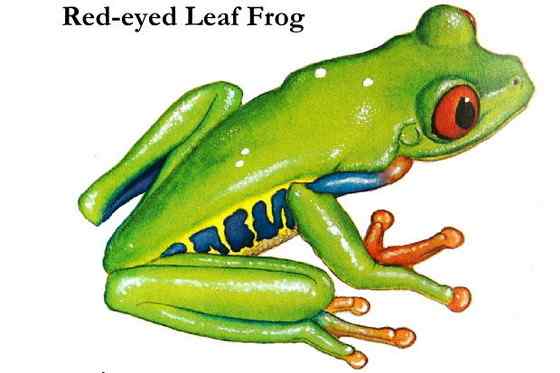 最漂亮的蛙类  红眼树蛙