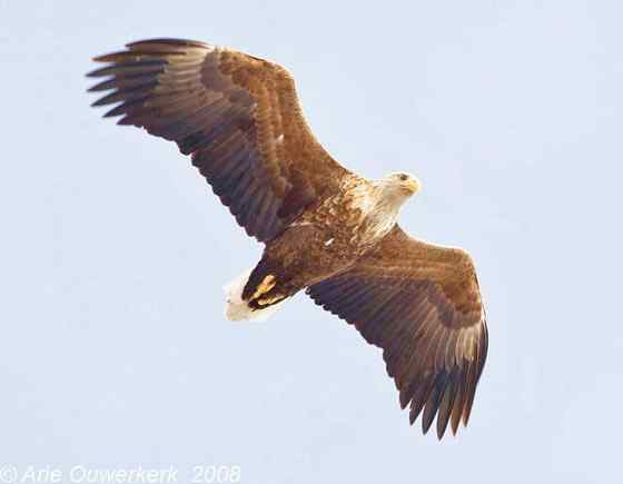 波兰国鸟白尾海雕 Haliaeetus albicilla