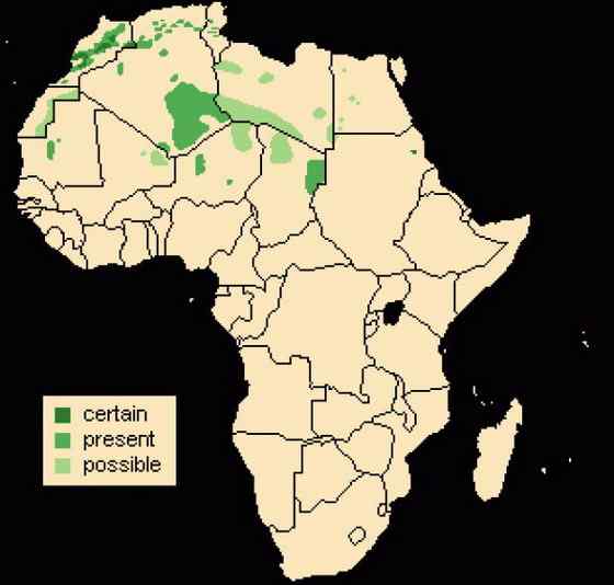 非洲唯一的野生羊种——鬣羊 bearded argali 非洲唯一的野生羊种——鬣羊 bearded argali
