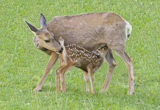 骡鹿 臀部都是白色 骡鹿 臀部都是白色