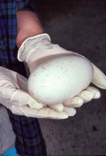 几维鸟 鹬鸵 KIWI 几维鸟 鹬鸵 KIWI