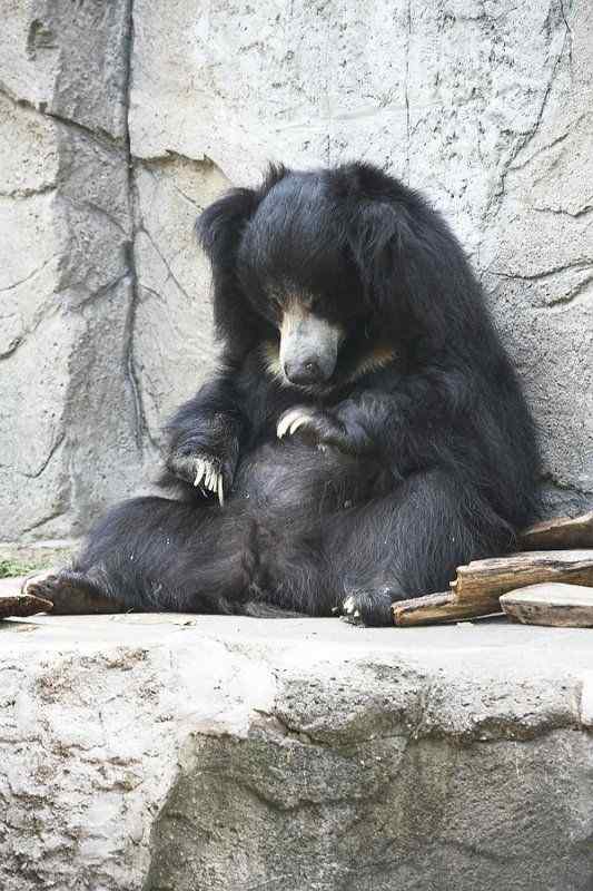 吃蚂蚁的熊  懒熊