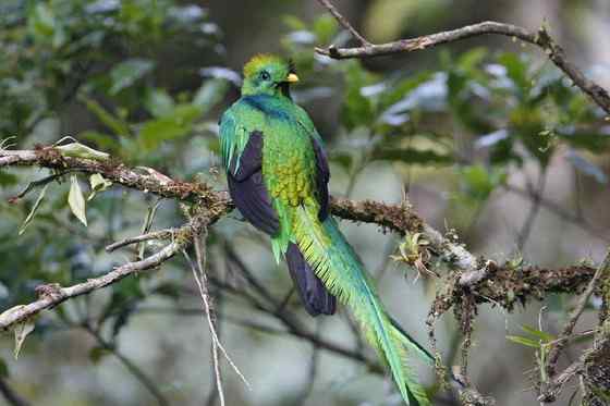 南美洲最美丽的鸟  凤尾绿咬鹃