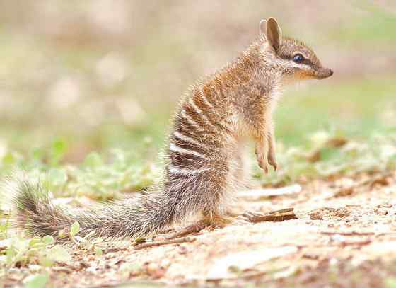 袋食蚁兽 Myrmecobius fasciatus 袋食蚁兽 Myrmecobius fasciatus