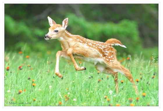 维吉尼亚鹿 白尾鹿