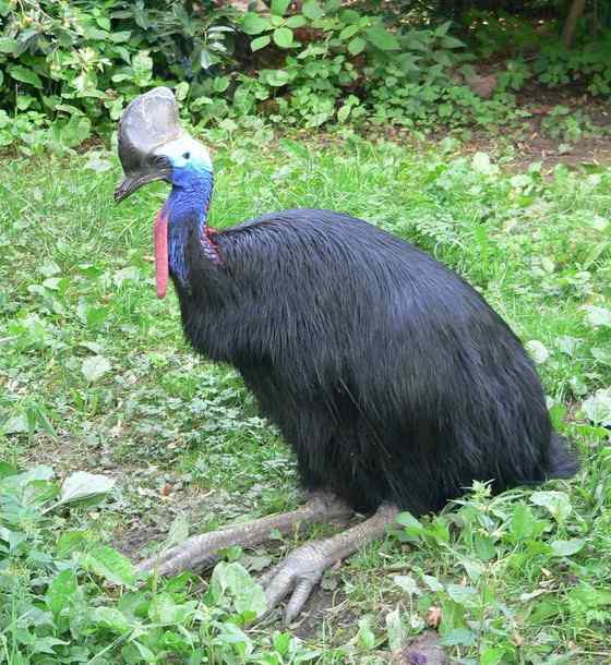 大型走禽——食火鸡(鹤鸵) 大型走禽——食火鸡(鹤鸵)