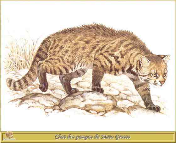 潘帕斯猫 南美草原猫