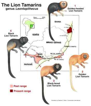 巴西的金毛狮子  金头狮面狨 Leontopithecus chrysomelas