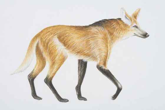 既像狐狸又像狼的奇特动物  鬃狼