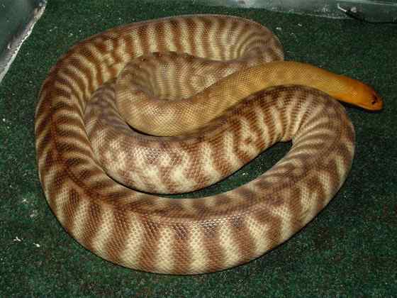 沙漠中的蟒蛇——兰氏盾蟒 Aspidites ramsayi 沙漠中的蟒蛇——兰氏盾蟒 Aspidites ramsayi