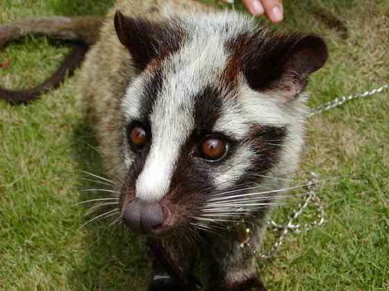 非典肆虐  果子狸