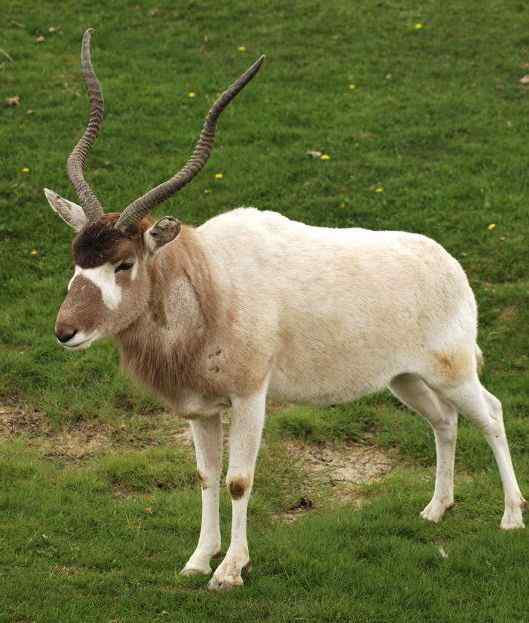 旋角羚 Addax nasomaculatus 旋角羚 Addax nasomaculatus