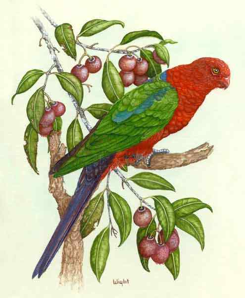 澳洲王鹦鹉 Alisterus scapularis 生性开朗 澳洲王鹦鹉 Alisterus scapularis 生性开朗